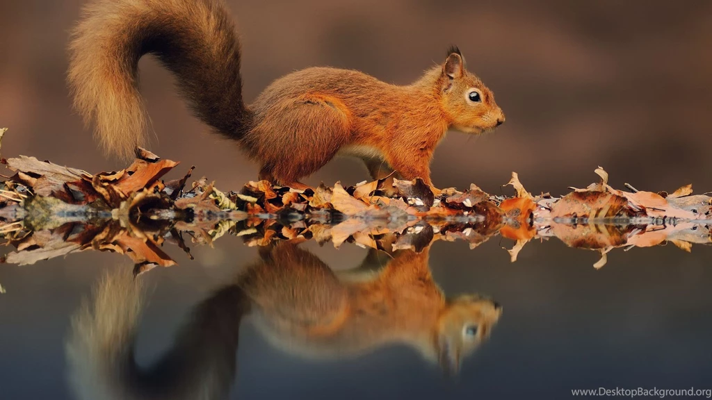 Beautiful Baby Squirrel 1080p HD Wallpapers For Desktop