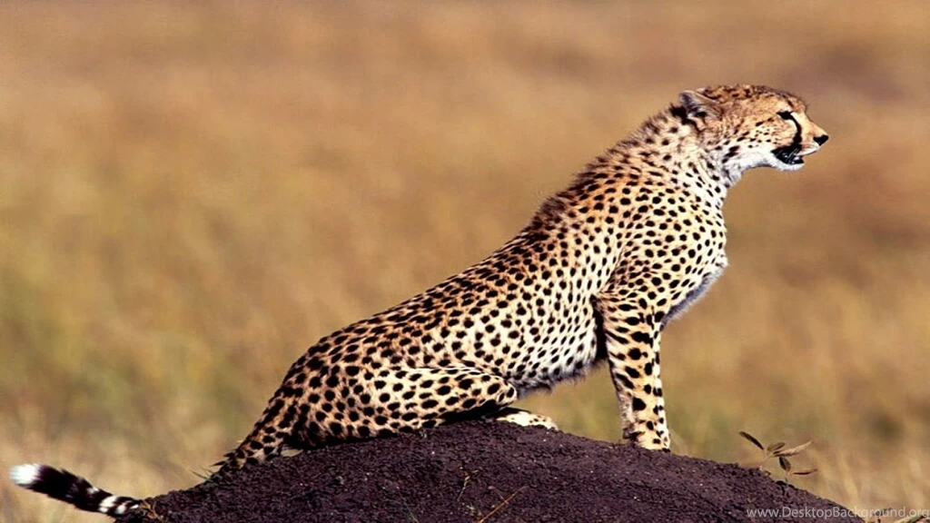HD Wallpapers: Animals HD Wallpapers