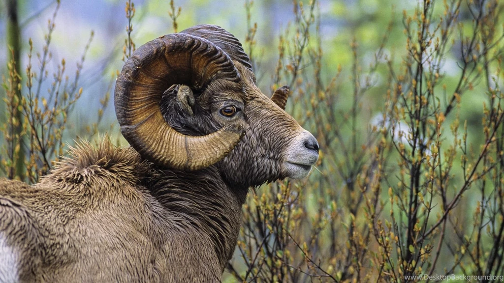Chamois HD Wallpapers 242 Full HD Wallpapers Desktop Res ...