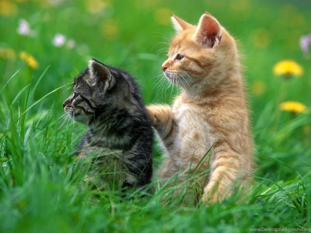 Cute Cat HD Wallpapers Animals 1080p – HD WALLPAPER WIDE