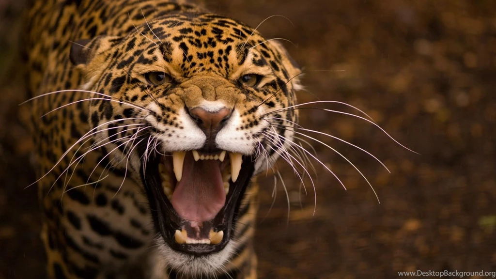 Jaguar Animal Roar 02