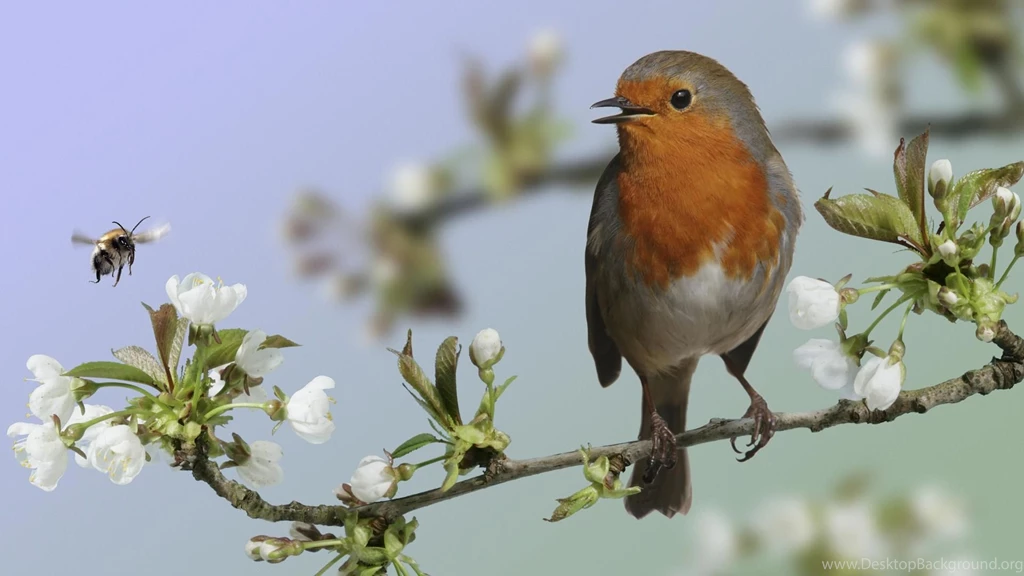 Animal Widescreen 1080p Wallpapers