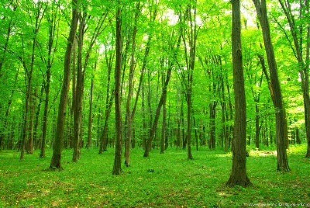 Top Dream Forest Background Images For Pinterest