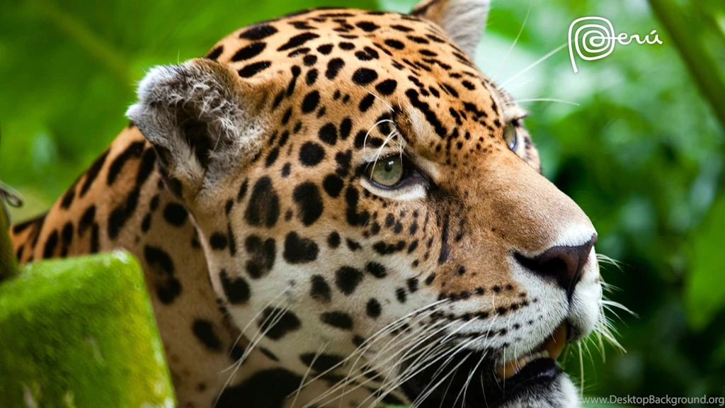 Jaguar The Big Cat Wallpapers