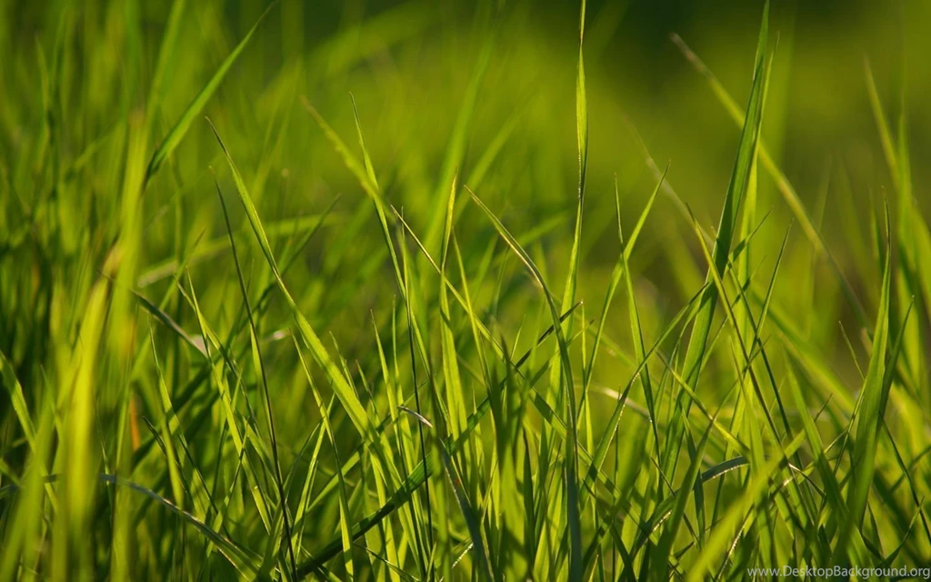 15 Pretty HD Grass Wallpapers HDWallSource.com