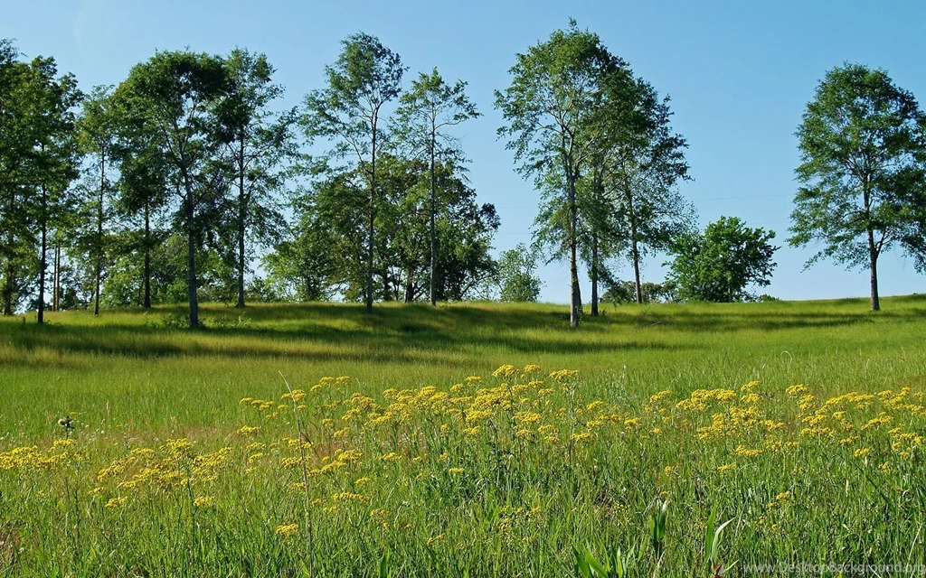 Web background forest meadow photo wallpapers 108941.jpg