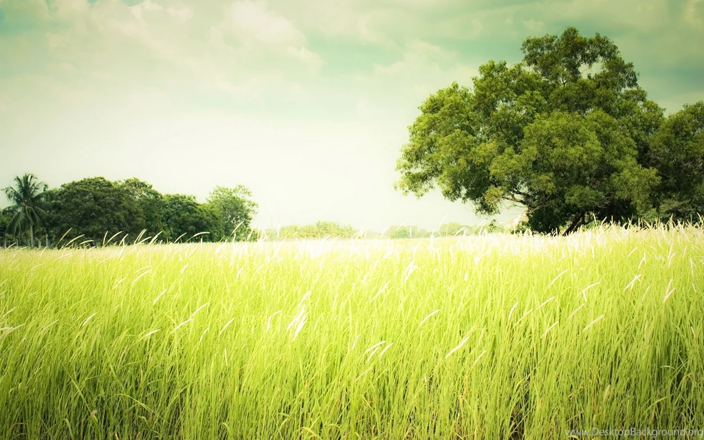 Grass Computer Wallpapers, Desktop Backgrounds