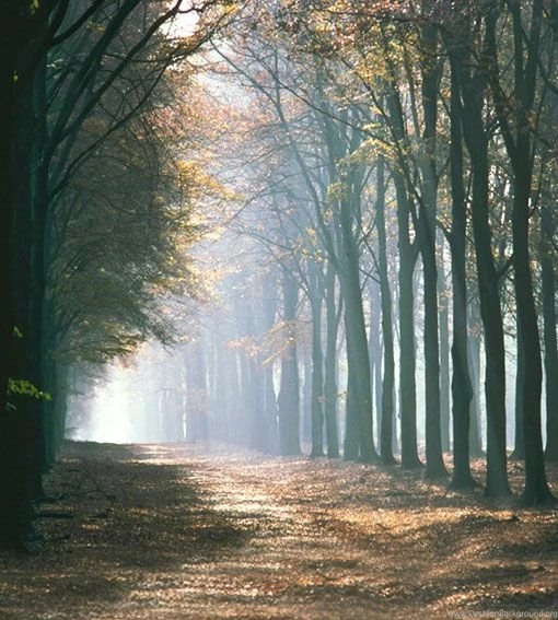 Online Buy Wholesale Backgrounds Forest From China Backgrounds ...