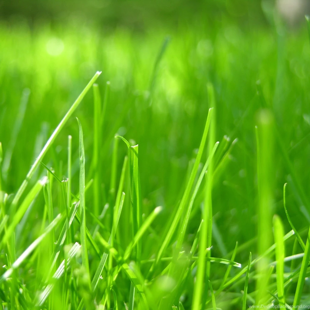Grass Wallpapers For Apple iPad 3