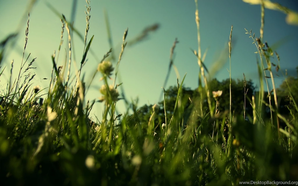 7164_miscellaneous_grass_green.jpg