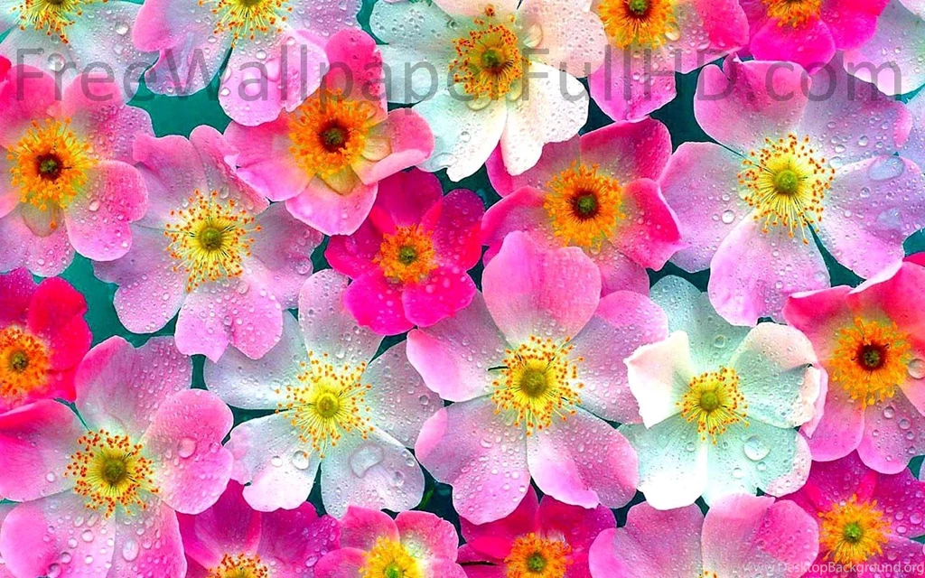 Flower Wallpapers HD 1080p Download, Free HD Wallpapers Free ...