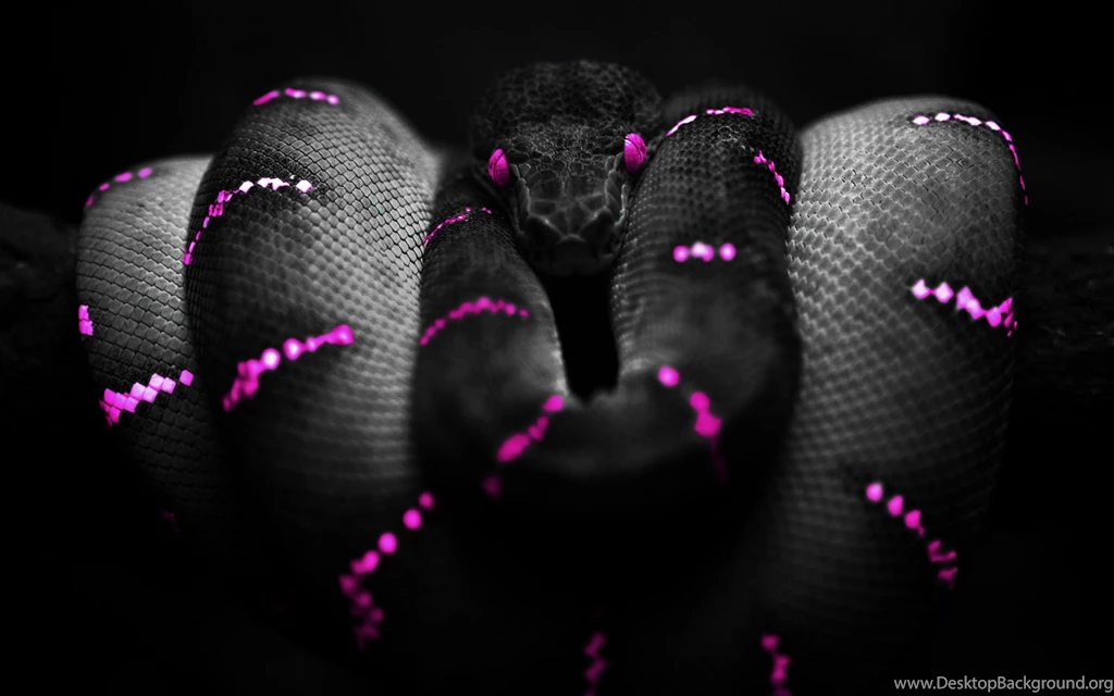 Photoshop Snake High Definition Wallpapers