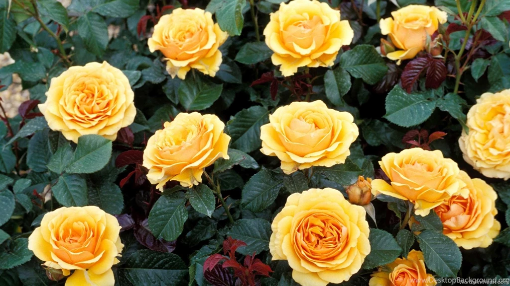 Wallpapers Words Of Love Re Colorful Flowers Full Hd P 1920x1080 ...