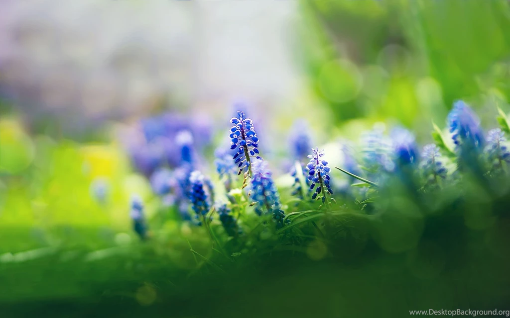 Muscari Flowers Wallpapers