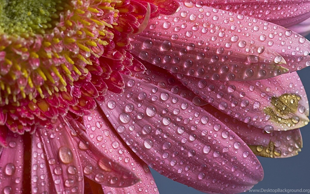 Water Drops HD Wallpapers