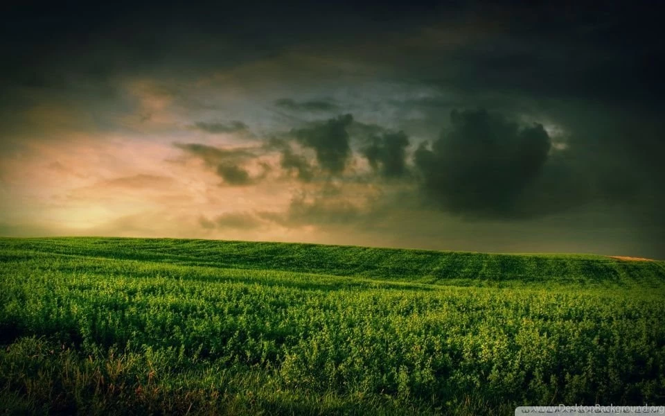 Beautiful Green Grass Field HD Desktop Wallpapers : High Definition ...