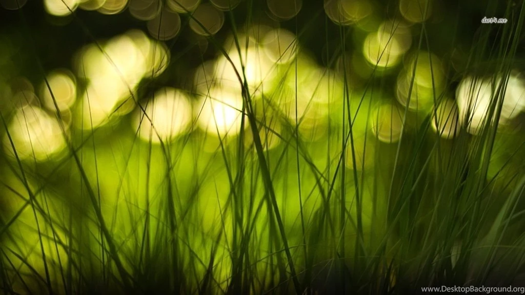 Green Grass Wallpapers Photography Wallpapers