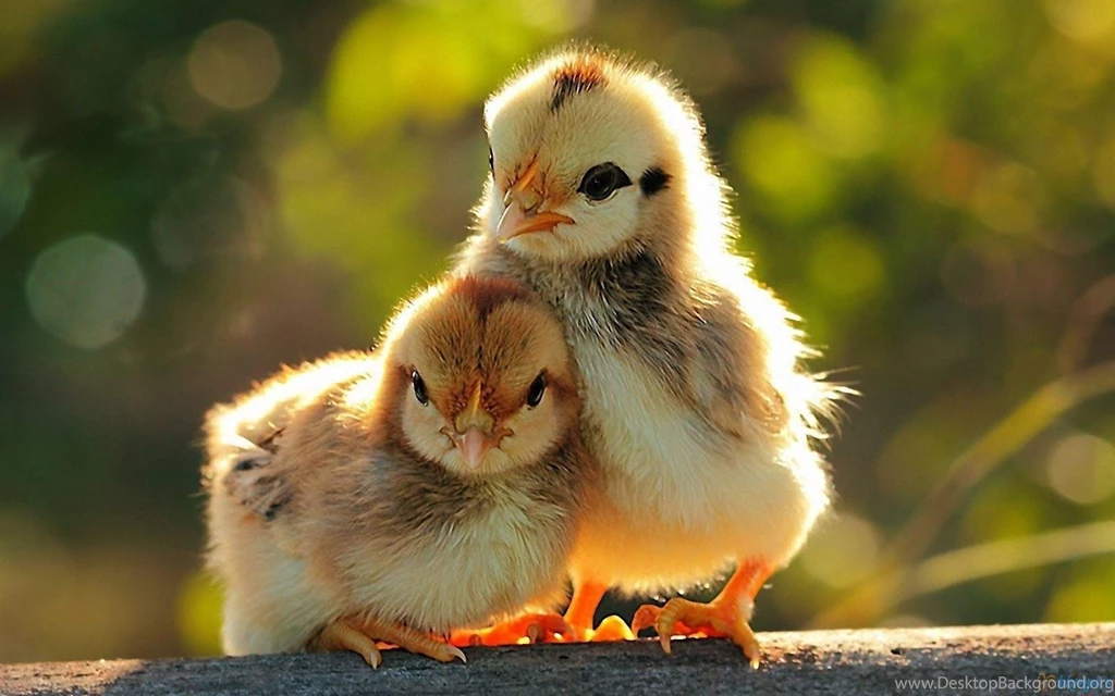 Baby Laptop Wallpapers Download Free Baby Laptop Hd Wallpapers ...