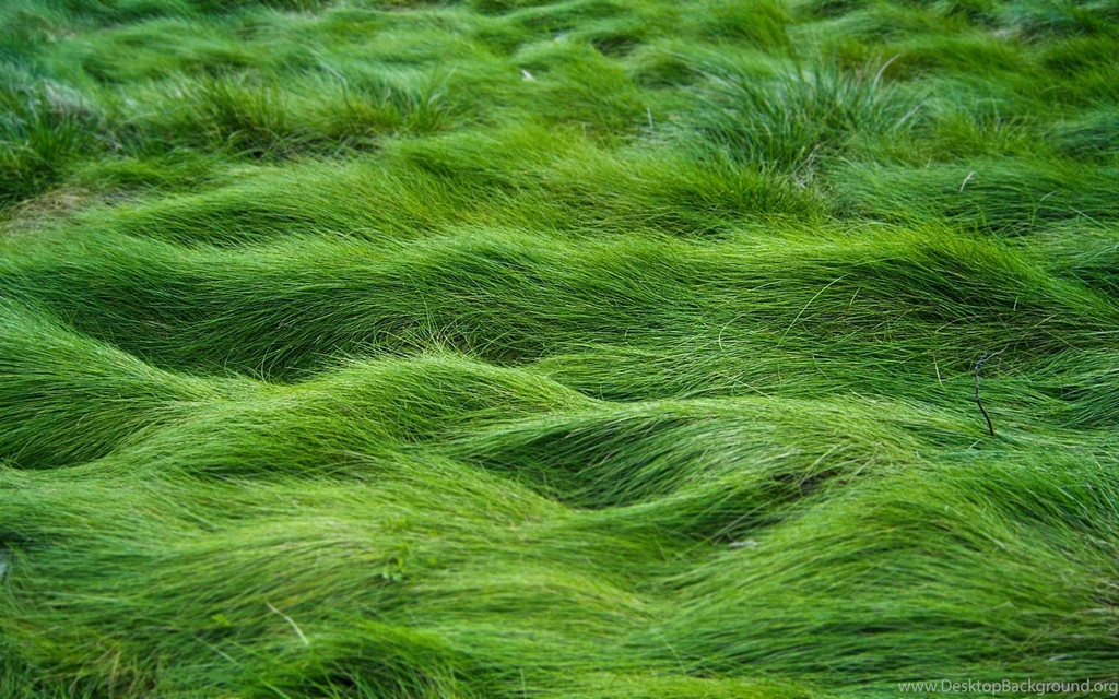 Top Download Nature Wallpapers Green Images For Pinterest