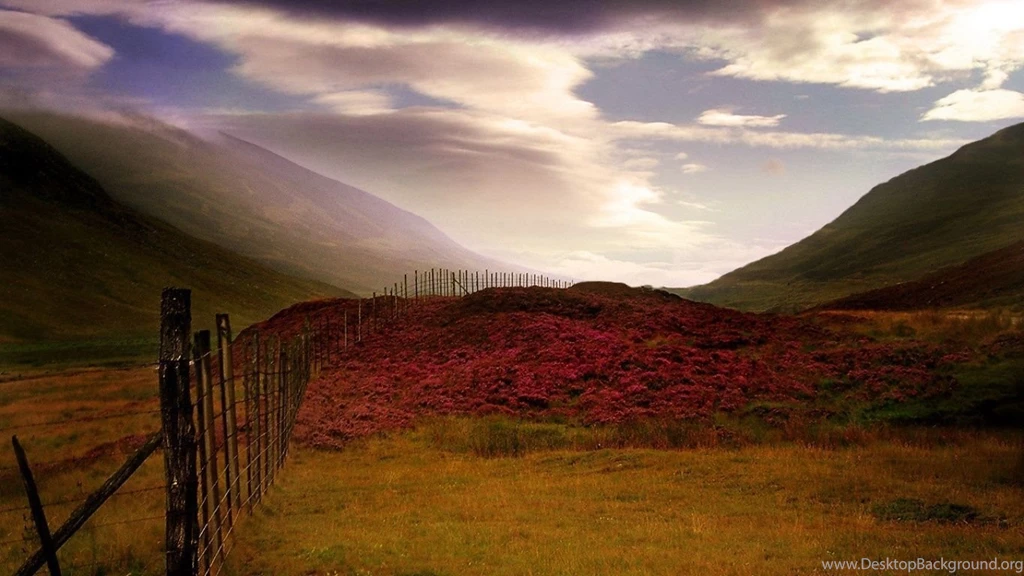 Scottish Heather Wallpapers And Images Wallpapers, Pictures, Photos