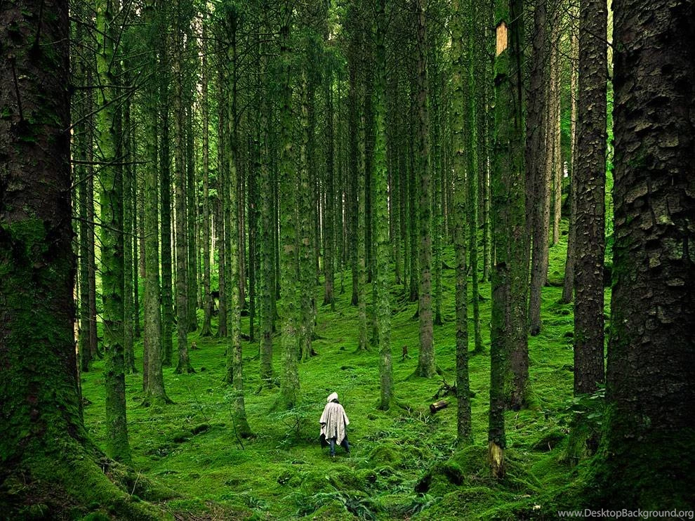 Forest Picture – Scotland Wallpapers National Geographic Photo Of ...