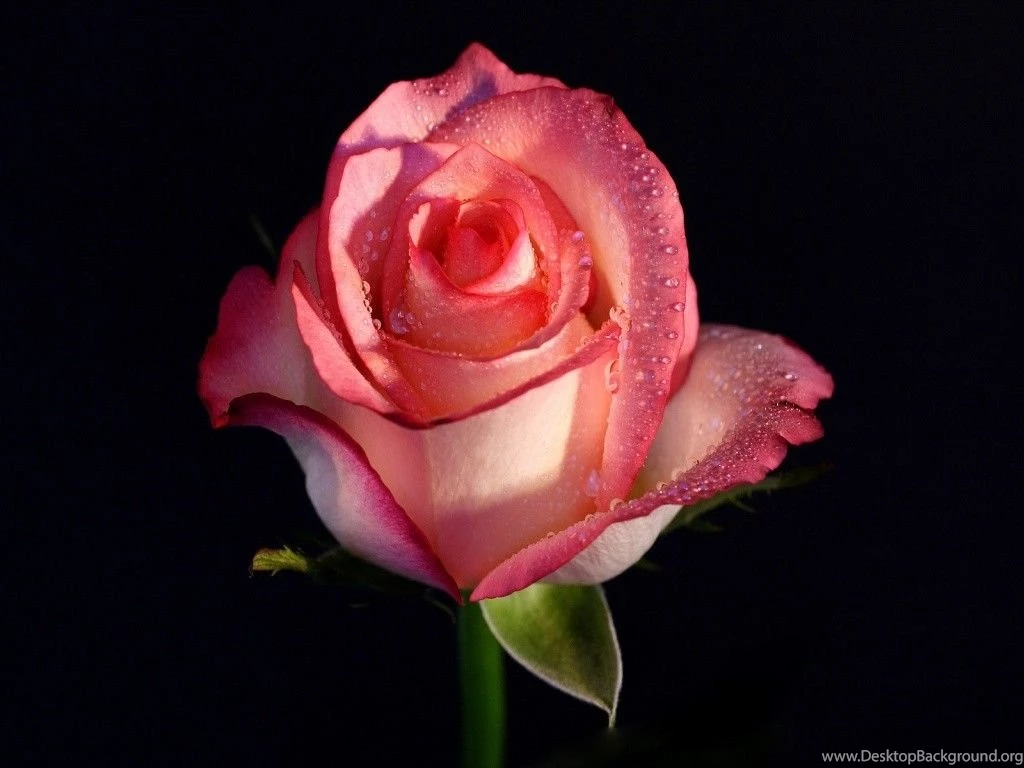 Full Hd Rose Wallpapers Wallpapers HD Wide