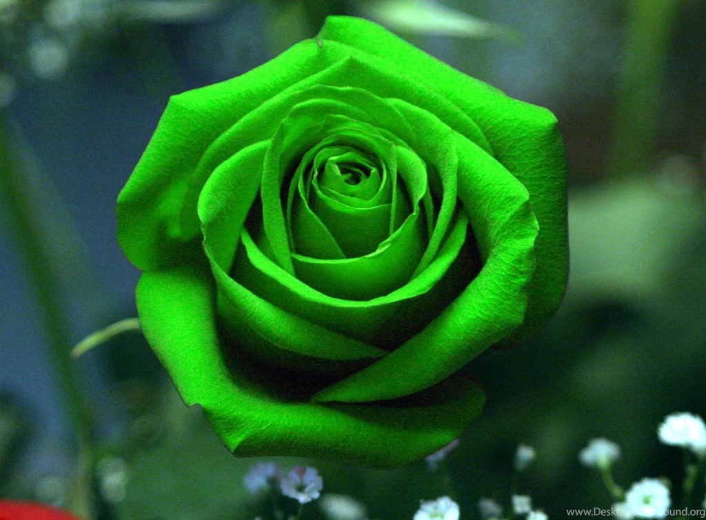 Rose Full HD Wallpapers For Desktop – ImageTown.in