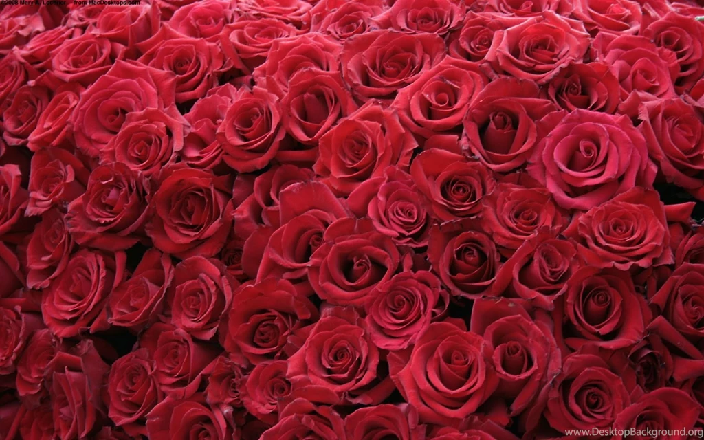 4703) Rose Full HD Wallpapers Attachment WalOps.com