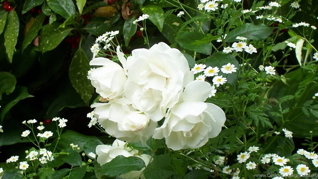 Download Wallpapers 1920x1080 Rose, White, Bush, Green, Drop ...