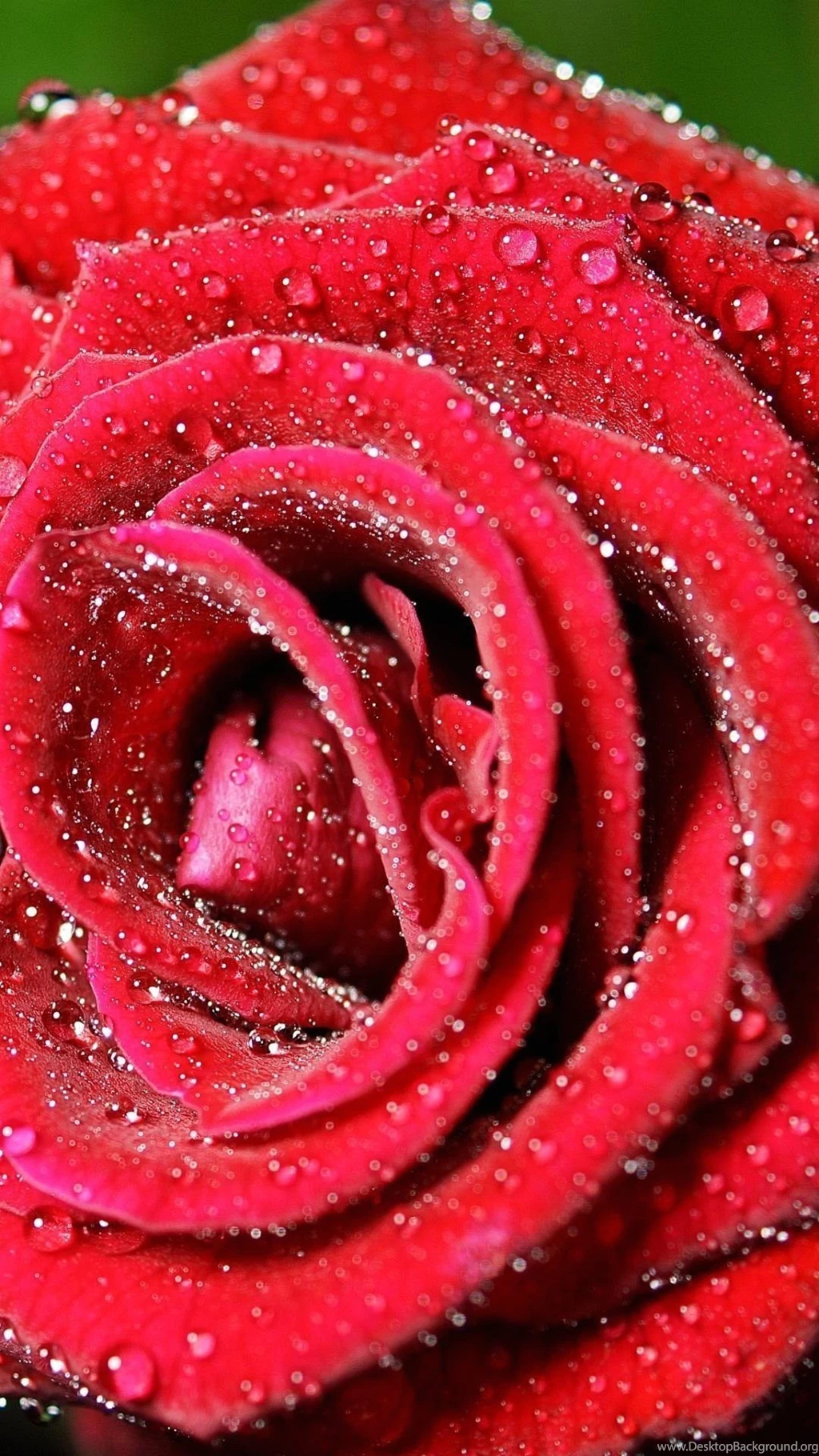 Wallpapers Full Hd 1080 X 1920 Smartphone Red Rose 1080 X 1920 ...