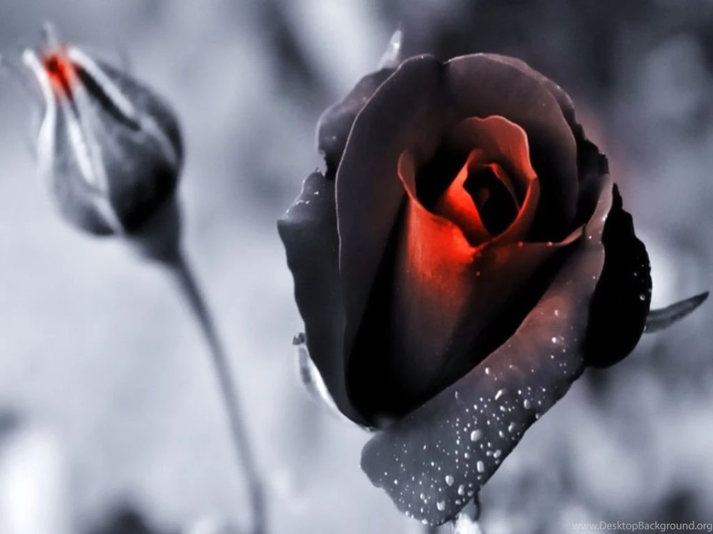 Black Rose HD Wallpapers