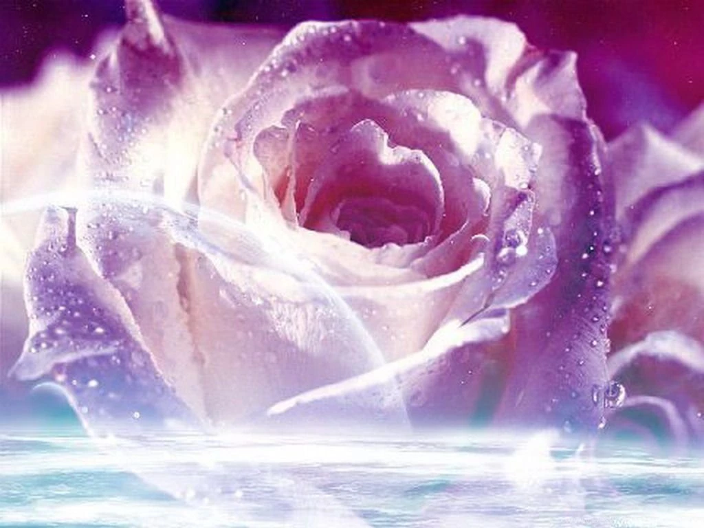 Purple Rose Wallpapers