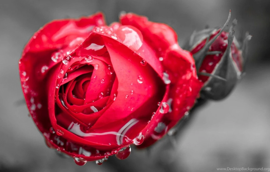 Flower Flower Flower Rose Drops Rosa Water Red Rose Close Up ...