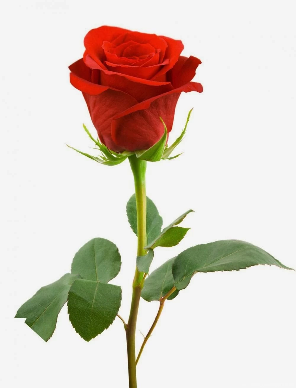 Free Wallpapers Red Rose Love Single 2014http://my143rose.blogspot ...