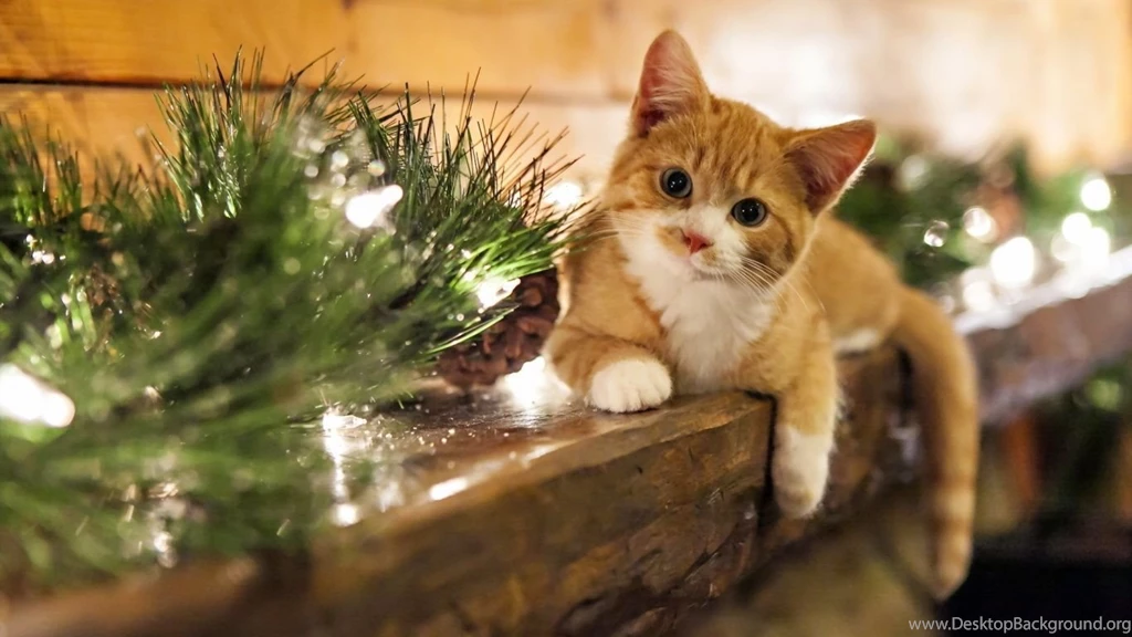 Top 1366x768 Hd Cat Wallpaper Images For Pinterest