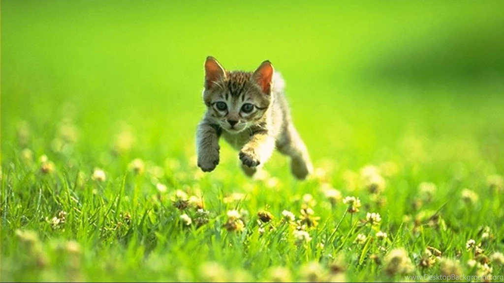 Cat Jumping Running Grass Wallpapers 1366x768 For 17/19 inch ...