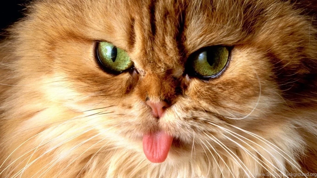 1366x768 Cat With Tongue Desktop PC And Mac Wallpapers