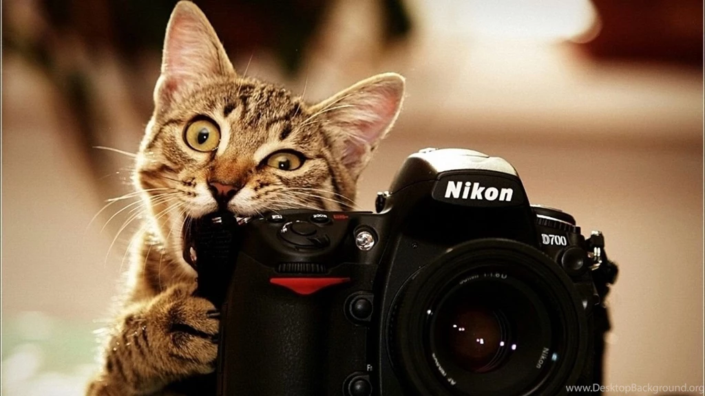 Cute Cat 1366x768 Wallpapers,other 1366x768 Wallpapers & Pictures ...