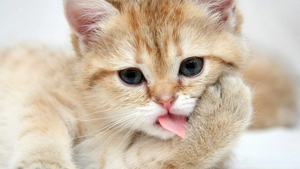 Cute Cat Close up Wallpapers