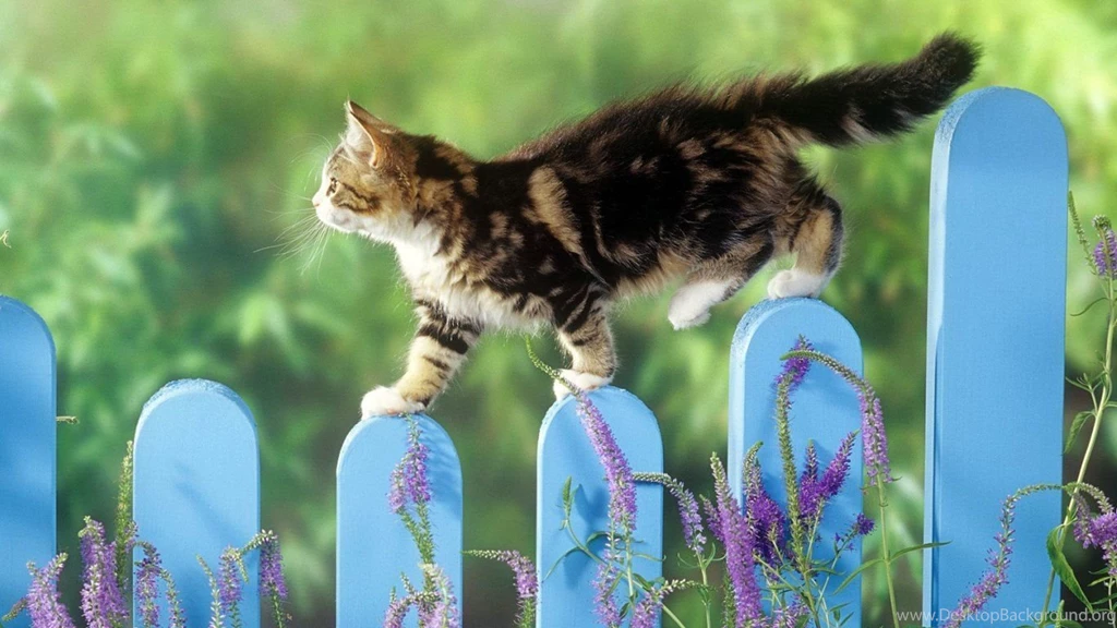 Outdoor Cat Splendid Wallpapers HD