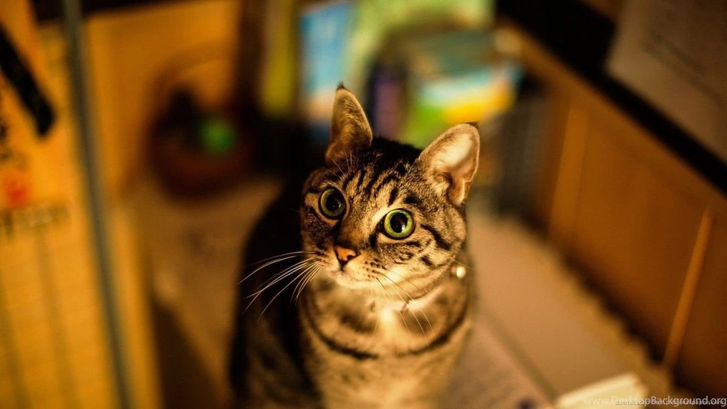 Download 1366x768 Are You Serious Cat Wallpapers