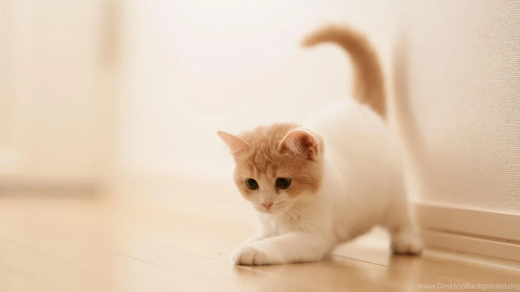 Cute Cat Wallpapers Download For Desktop, Laptop & Mobile