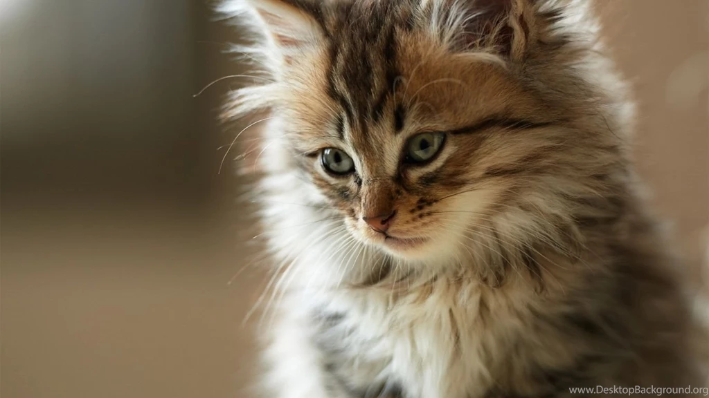 1366x768 Cute Fluffy Cat Wallpapers