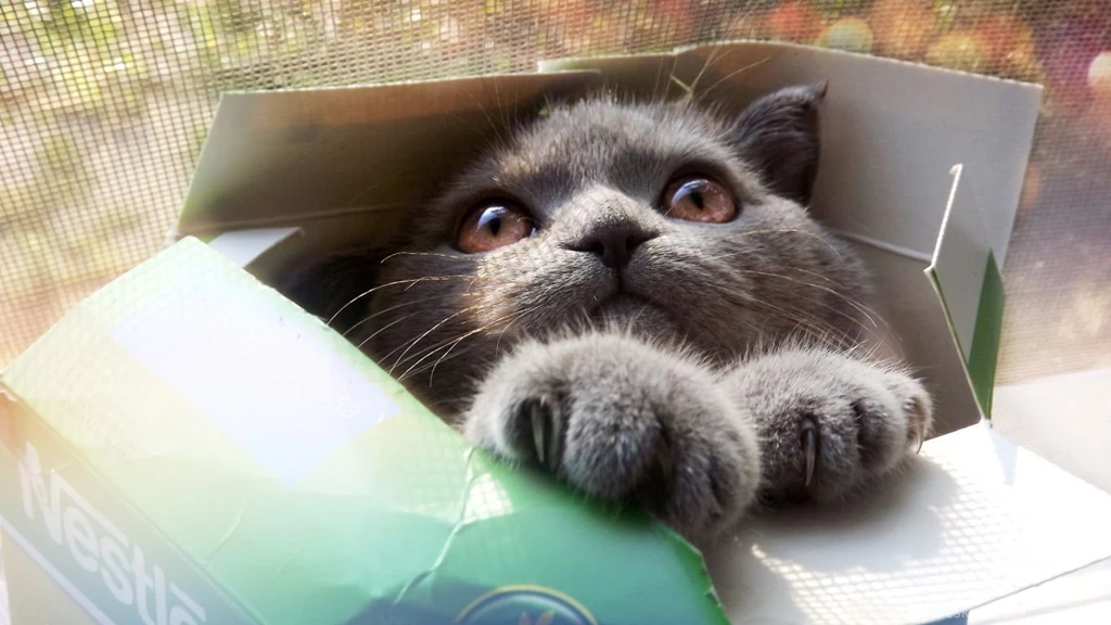 1366x768 Cat Box Wallpapers