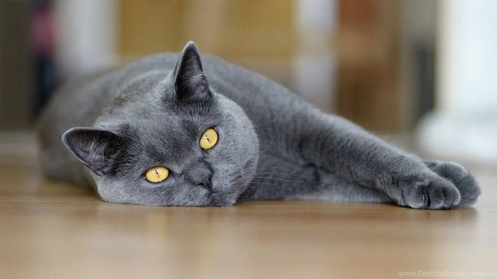 1366x768 Cat Yellow Eyes Wallpapers