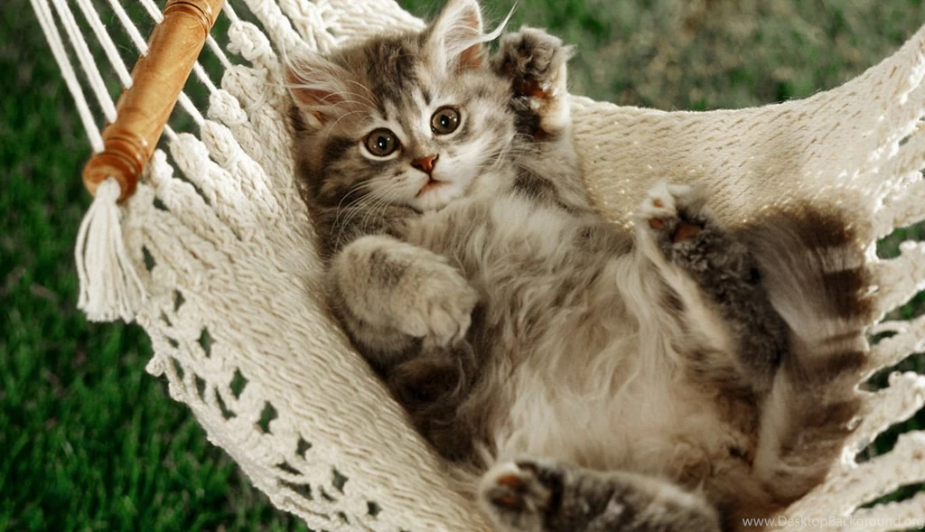 Wallpapers Cat Napper X Hd High Definition 1366x786