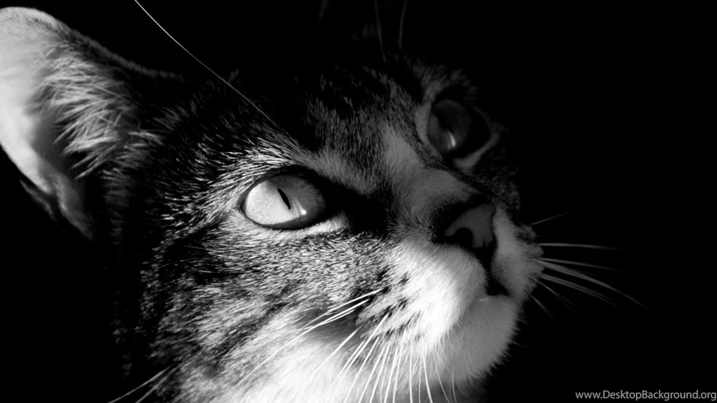 1366x768 Cat Head Desktop PC And Mac Wallpapers