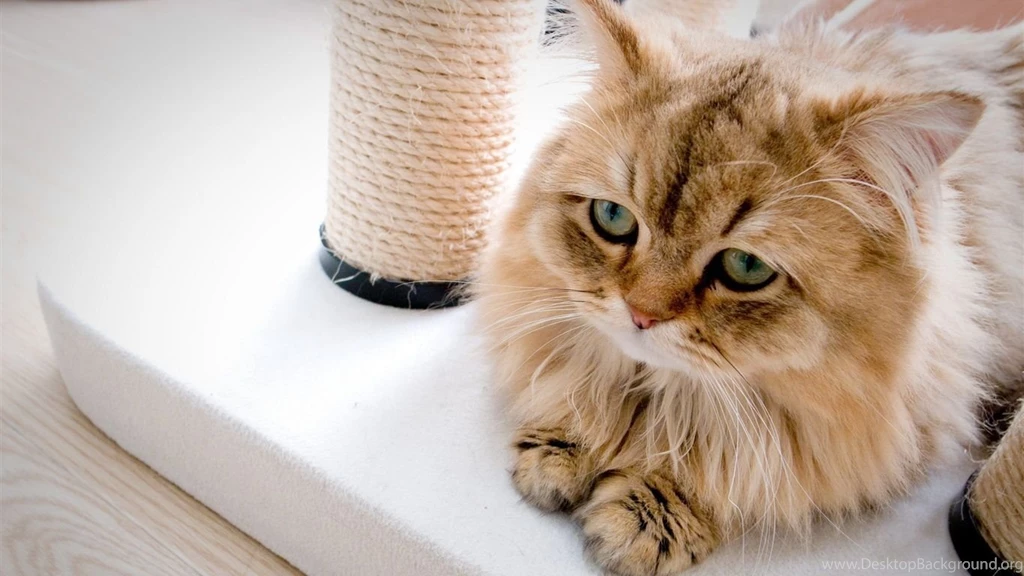 Cute Little Cat In The House Wallpapers