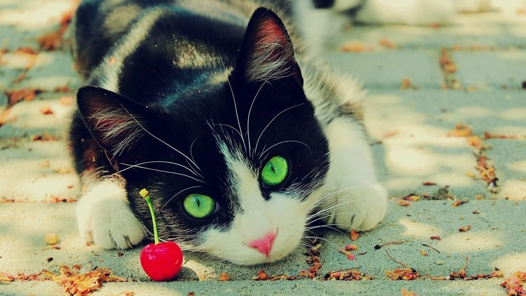 1366x768 Cat Desktop PC And Mac Wallpapers