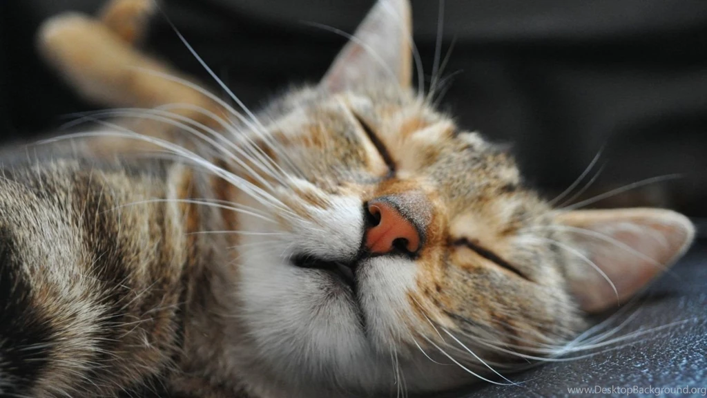 1366x768 Sleeping Cat Wallpapers